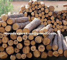 ЗАКУПКА Пиловочник СОСНОВЫЙ киев | куплю КРУГЛЯК сосны