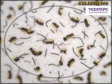 Декоративные жидкие обои