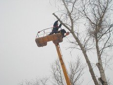 Спил деревьев, корчёвка пней, обрезка веток.