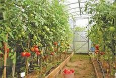 теплици под поликарбонат дешево