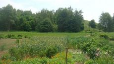 Продается срочно земельный участок с. Крушинка