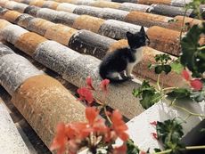 Керамическая натуральная черепица Tejas Borja - Инкам ЧП ПКФ