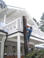 Вырубка деревьев и корчевание пней в Днепропетровске