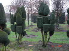 ландшафтному дизайн