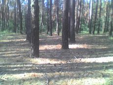 Продажа земельного участка