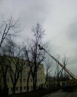 удаление деревьев киев, спил, валка, обрезка, корчевание пне