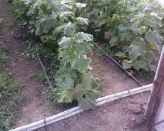 отопление и обогрев теплиц в Николаеве