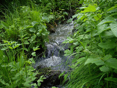 Продам ЗЕМЛЮ на АЛТАЕ недорого - участок 4, 4 га