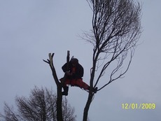 Услуги по удалению деревьев