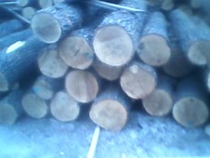 Заготавливаем дубовый пиловочник