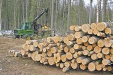 лес кругляк сосна дуб