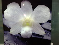 Фасады с ФМП, Лакобель. Художка. Эмалит. Пескоструй.