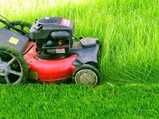 Садівництво, Садівник Професійний догляд за садом, присадибн