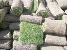 Рулонний газон, газон-трава в рулонах благоустрій озеленення