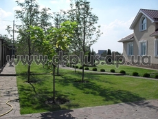 Автоматический полив