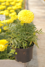 Садовые цветы, озеленение, ландшафтный дизайн, дизайн сада, 