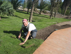 Натуральный рулонный газон