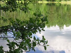 Хотите красивое и чистое озеро на своем участке?