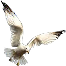 ООО Балтийские Строительные Решения