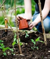 Ландшафтный дизайн и продажа посадочного материала.