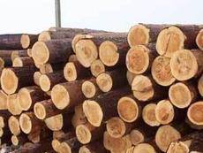 Продам Дуб кругляк