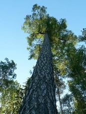 Лиственница ель сосна дуб уголь дрова