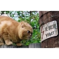 Услуги электрка