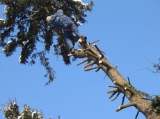 Спил деревьев Киев