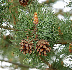 Деревянные окна