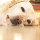 Теплые полы.