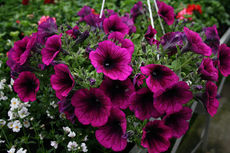 Посадка цветов, уход за клумбами, продажа цветов, услуги лан