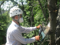Арбористика, обрезка деревьев в труднодоступных местах.