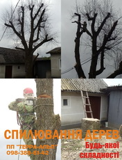 Спиливание деревьев. Валка, кронирование и обрезка деревьев.