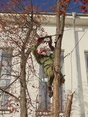 Спиливание деревьев. Валка, кронирование и обрезка деревьев