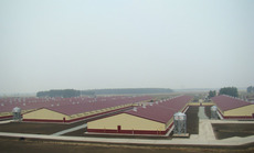 Строительство животноводческих комплексов