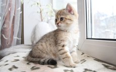 Окна Экоплат (EcoPlast) Киев - цена снижена