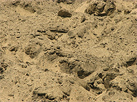 Псеок овражный