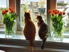 Скидки на окна до 30%