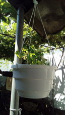 Горшки для цветов подвесные (оптом) из Польши.