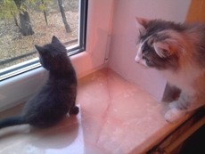 Ремонт окон Киев, регулировка дверей, петли с94