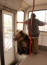 Ремонт окон Киев, регулировка дверей, диагностика и срочный